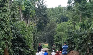 Phát hiện 3 cha con tử vong thương tâm trong chòi rẫy