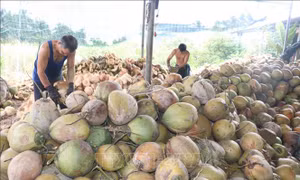 Giá dừa khô nguyên liệu giảm sâu