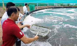 Phát triển mô hình nuôi tôm công nghệ cao gắn với bảo vệ môi trường
