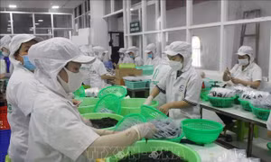 Liên kết phát triển nghề nuôi trồng rong nho ở Khánh Hòa