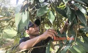Khánh Sơn - Miền cây trái ngọt