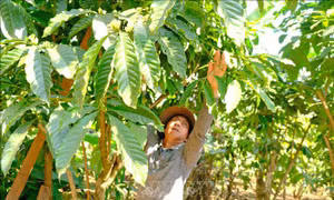 Đảng viên sát cánh cùng buôn làng nâng cao đời sống