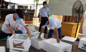 Nông dân Cần Thơ mong muốn tiêu thụ nhanh hàng thủy sản