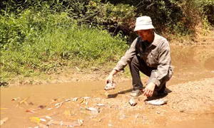 Quảng Trị: Cá chết hàng loạt ở khe Rào Trường