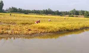 Hiệu quả từ mô hình 'con tôm ôm cây lúa'