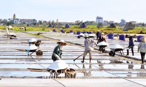 Mùa muối thắng lợi