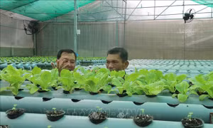  Hướng đến nền sản xuất hàng hóa có hợp đồng