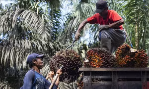Xuất khẩu dầu cọ Indonesia bứt tốc nhờ chiến lược chế biến sâu