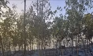 Quảng Ninh: Nhanh chóng dập tắt đám cháy rừng tại thành phố Uông Bí