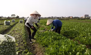Vĩnh Phúc hỗ trợ hợp tác xã ứng dụng công nghệ cao vào sản xuất