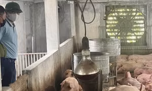 Hà Nội: Kiểm soát không để dịch tả lợn châu Phi lan rộng