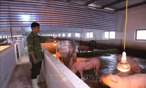 Người chăn nuôi gặp khó khi tái đàn