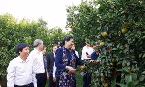 Phó Chủ tịch Quốc hội Tòng Thị Phóng thăm mô hình trồng cam tại Hòa Bình