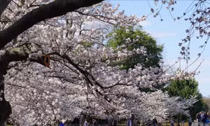Rực rỡ mùa hoa anh đào những ngày tháng 3 ở Washington