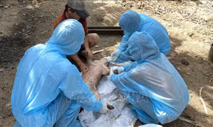 Phú Yên: Xử lý sự cố tiêm vaccine dịch tả lợn châu Phi