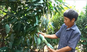 Khuyến cáo người trồng cây ăn trái Đồng Nai ứng phó mưa trái mùa