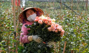 Hoa hồng Đà Lạt tăng giá từng ngày sát lễ 20/11
