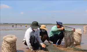 Tìm hướng đi cho nghêu nước sâu