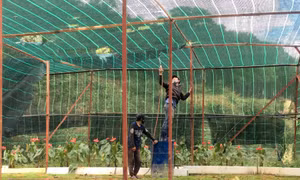 Lâm Đồng đặt hạn chót cho việc giải tỏa nhà kính, nhà lưới trên đất lâm nghiệp ở Đà Lạt
