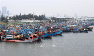 Đà Nẵng nghiêm cấm tàu thuyền ra khơi