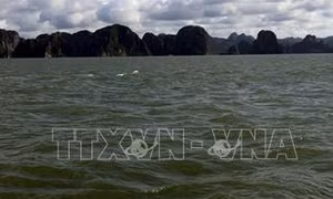 Kịp thời cứu 3 ngư dân gặp nạn trên vùng biển vịnh Hạ Long