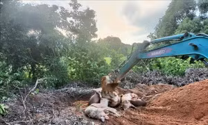 Khánh Hòa: Phát hiện dịch tả lợn châu Phi tại 3 hộ chăn nuôi