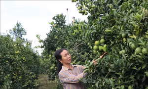 Đoàn công tác của Ban Kinh tế Trung ương khảo sát mô hình kinh doanh, sản xuất nông nghiệp tại tỉnh Sơn La, Hòa Bình