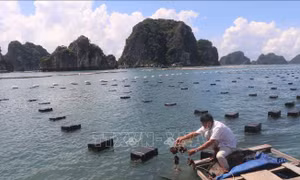 Hàu rớt giá, ngư dân 'chôn' tiền dưới biển