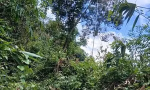 Một người đi bẫy chim tử vong nghi do bị điện giật