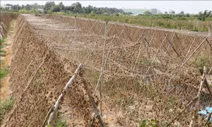 Long An có gần 20.000 ha cây trồng nguy cơ bị ảnh hưởng