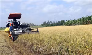 Giải 'bài toán' nguồn nhân lực, tạo đột phá phát triển - Bài cuối: Giải pháp đồng bộ