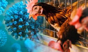 TP Hồ Chí Minh tăng cường các hoạt động giám sát dịch cúm A (H5N1)