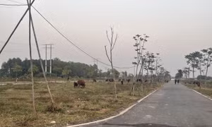 Giải mã dự án 'treo' - Bài cuối: Xử lý triệt để