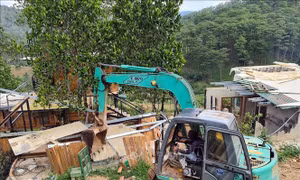 Lâm Đồng: Tạm ngừng cho thuê rừng để làm dịch vụ du lịch sinh thái, nghỉ dưỡng