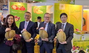 Doanh nghiệp Việt Nam tìm kiếm thêm cơ hội tại Fruit Logistica 2023