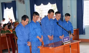 Phạt tù nhóm đối tượng phá rừng ở Đăk Hà, Kon Tum