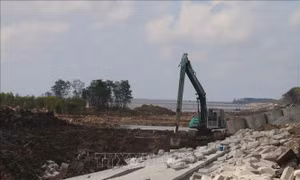Nỗ lực khôi phục rừng phòng hộ, bảo vệ đê biển Gò Công