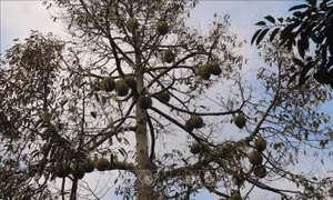 Khuyến cáo không trồng sầu riêng trên đất nhiễm phèn, nhiễm mặn