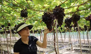 Gia tăng giá trị sản xuất từ nông nghiệp ứng dụng công nghệ cao