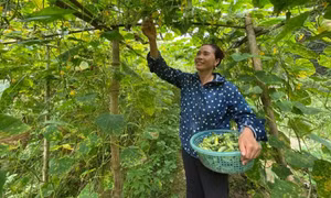 Hòa Bình: Hội Nông dân đổi mới phương thức tổ chức phong trào thi đua yêu nước