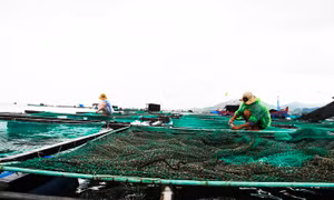 Khánh Hòa khẩn trương triển khai các biện pháp ứng phó với áp thấp nhiệt đới
