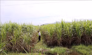 Giá thu mua mía thấp kỷ lục, nông dân Tây Ninh lỗ tiền tỷ 