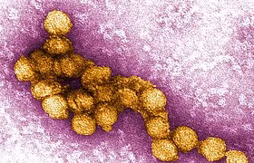 Hà Lan ghi nhận trường hợp tử vong đầu tiên do virus Tây sông Nile