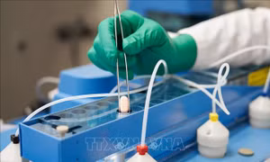 EMA khuyến nghị sử dụng khẩn cấp thuốc viên điều trị COVID-19 của Pfizer