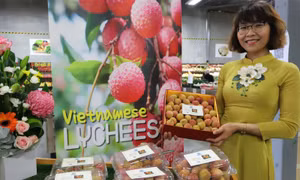 Vải tươi Việt Nam được đấu giá lên tới gần 53 triệu đồng/kg tại Australia