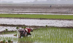 Hơn 3.000 ha sản xuất nông nghiệp tại Hà Nội có đủ nước làm đất