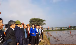 Hà Nội vẫn còn một số diện tích chân ruộng cao chưa đủ nước 