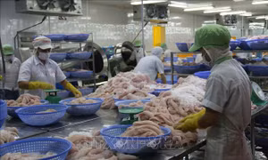 Thêm cơ hội cho cá tra Việt Nam