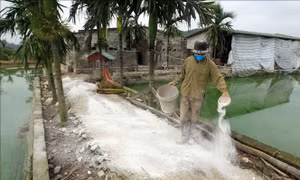 Vướng mắc trong xử lý dịch tả lợn châu Phi tại Hải Phòng