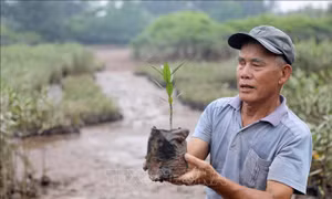 Người thương binh hơn 40 năm gieo màu xanh nơi đầu sóng